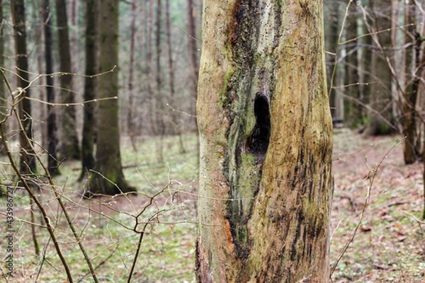 Obraz Hollow inside a dead tree in the forest