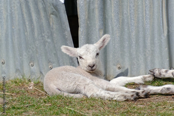 Fototapeta Young lamb relaxing