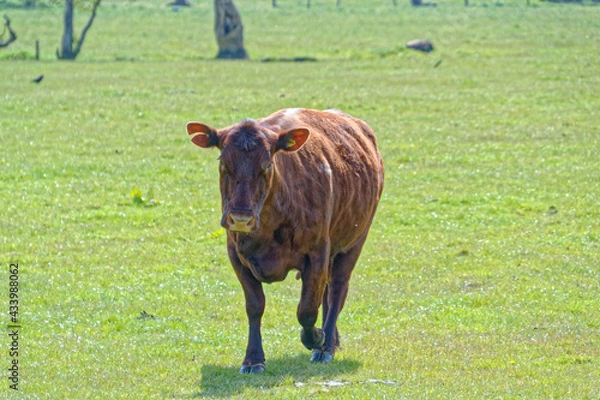 Fototapeta Cow approaching 