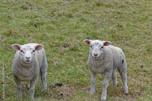 Fototapeta Young Lambs
