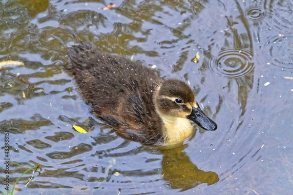Fototapeta Young Duck