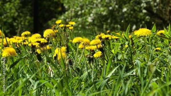 Obraz mniszek lekarski