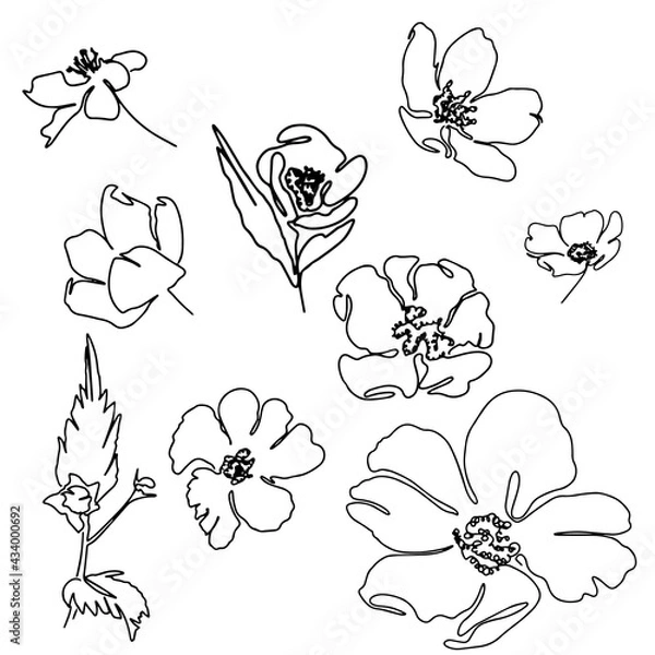 Fototapeta hand drawn Line art monoline flowers . Vector illustration