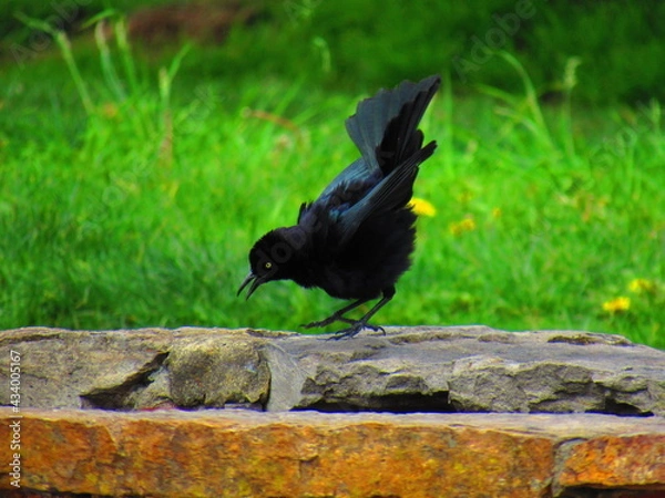 Obraz crow on the grass