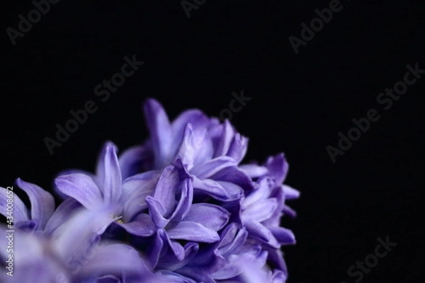 Obraz purple hyacinth