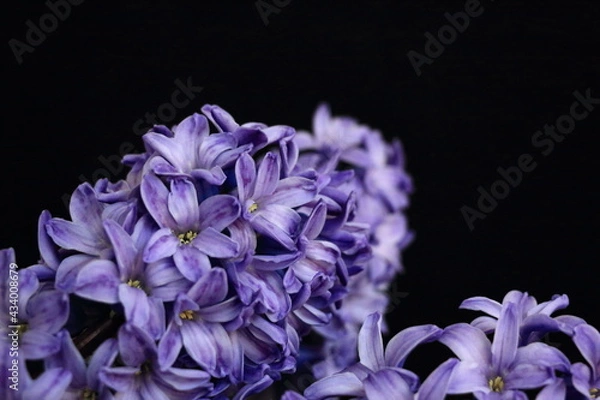 Obraz purple hyacinth