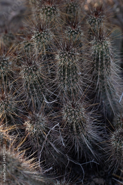 Fototapeta close up of cactus