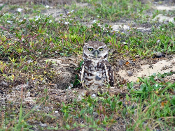 Obraz Burrowing Owls at Their Burrow