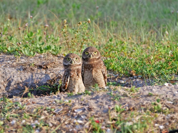 Obraz Burrowing Owls at Their Burrow