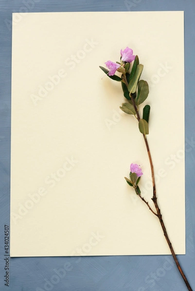 Fototapeta Lilac rosemary flower on the background of a yellow textured sheet of paper. Spring background for greeting card with copy space.