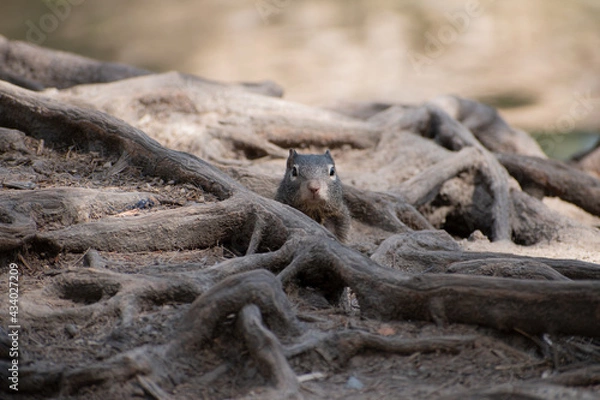 Fototapeta Squirrel between tree roots.