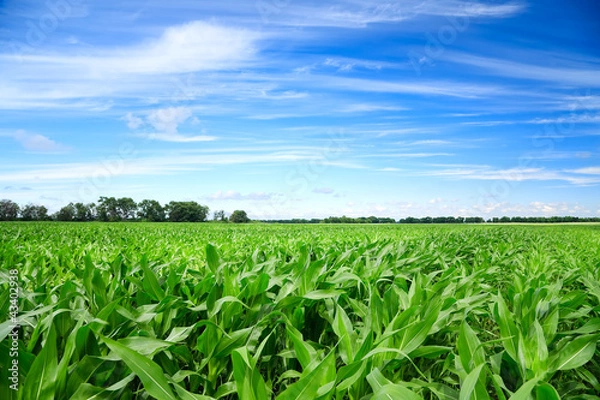 Obraz Green corn field