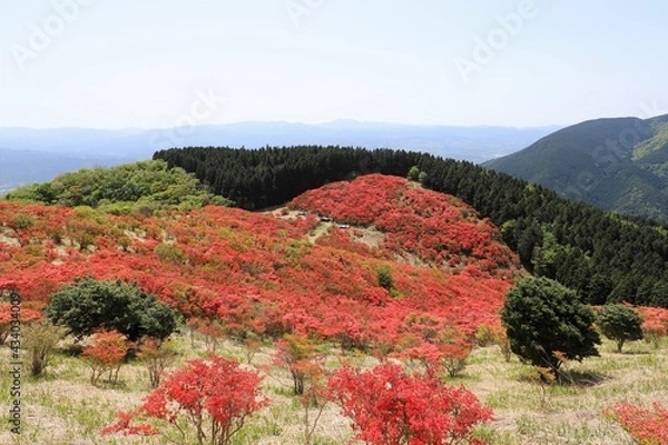 Fototapeta 葛城山　満開のツツジ
