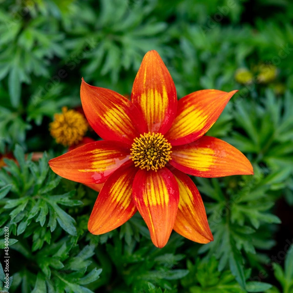 Obraz Red and orange dahlia closeup