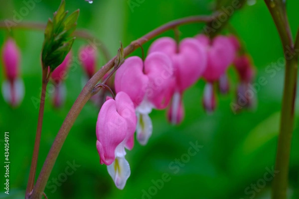 Fototapeta Tränendes Herz