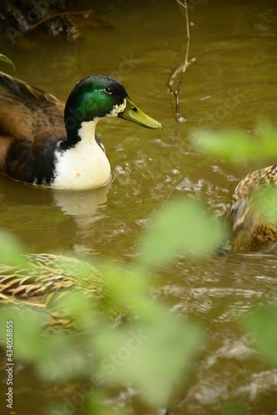 Obraz ducks are swimming on the lake
