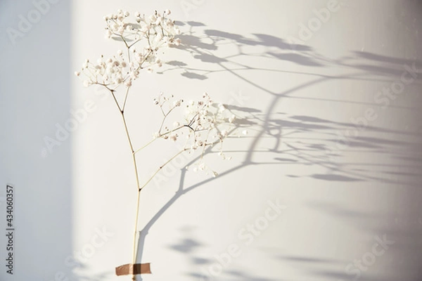 Fototapeta Save planet and global warming concept. Gypsophila flower glued to the background with shadows. 