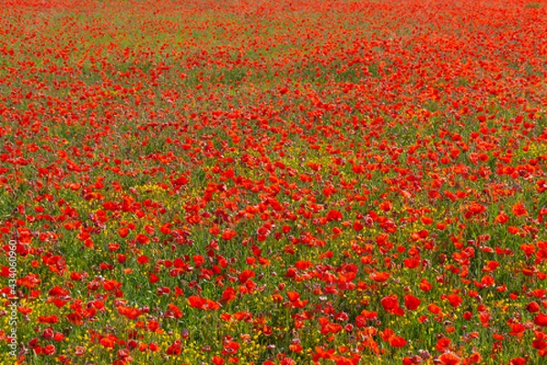 Obraz View of a large field of red poppies