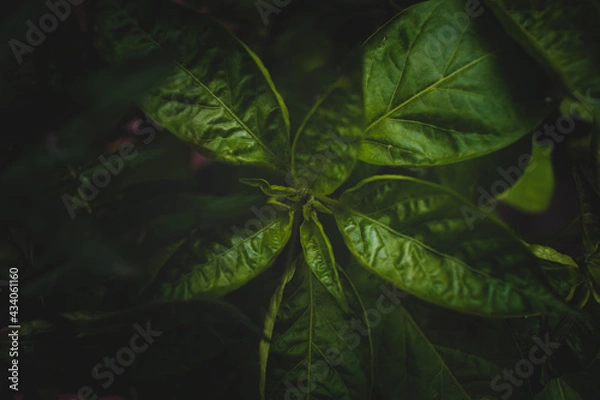 Obraz Tropical plant bushes leaf texture, creative layout closeup view of large palm foliage nature dark green pattern on black background with cool moody tones flat lay abstract forest environment concept.