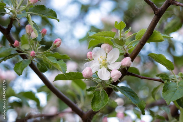 Fototapeta apple tree blossom