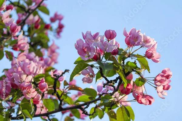 Fototapeta pink blossom