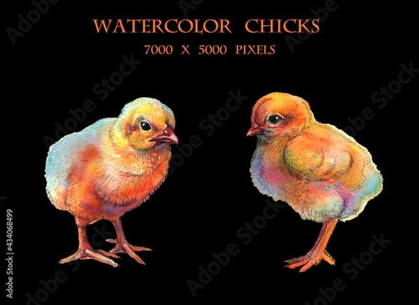 Fototapeta two chickens painted in watercolor isolated on black background