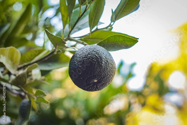 Fototapeta Lime fruits on a tree branch between green leaves