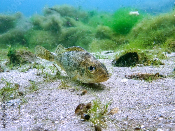 Fototapeta Kaulbarsch