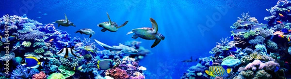 Obraz Panorama background of male Sea turtles chasing female sea turtle in beautiful coral reef with tropical fishes
