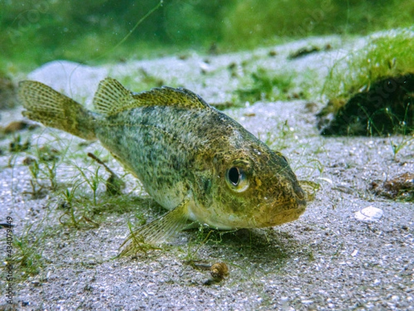 Fototapeta Kaulbarsch