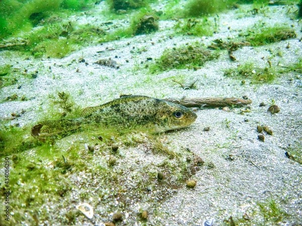 Fototapeta Kaulbarsch