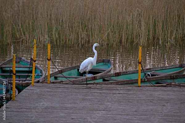 Fototapeta Great egret looking to the right moves from a boat to the next green boat near the wooden pier of the tourist eco trail on lake Kanieris in the national nature park of Latvia in the evening springtime
