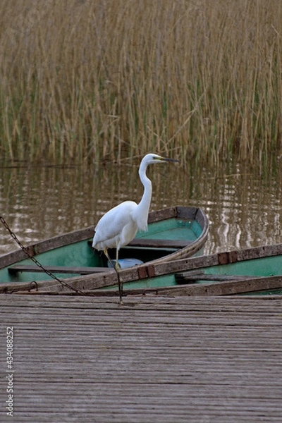 Fototapeta White great egret facing to right moves from a boat to another green boat tied to a small yellow pillar of a wooden pier on an ecological hiking trail on lake Kanieris in Latvia