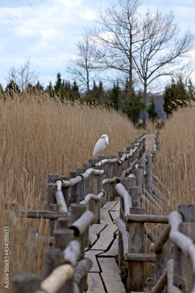 Fototapeta profile view of a big white water bird, the great egret, which has turned its head to the left and stands on the railing of a wooden walkway among the yellow reed thickets of lake Kanieris in Latvian 
