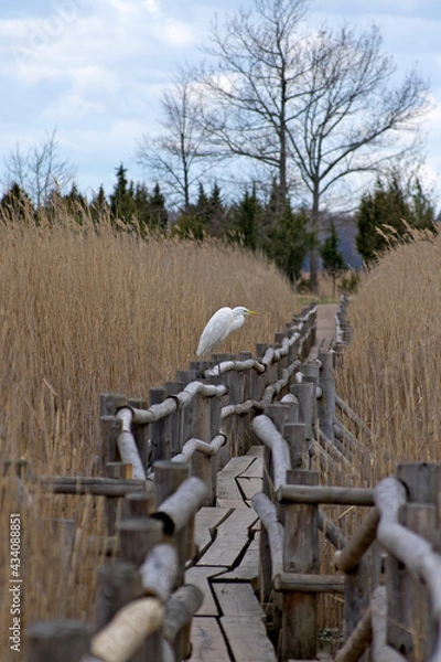 Fototapeta a profile view of a large white water bird, the ardea alba, which looks carefully to the right, stretched out its neck and head, stands on the railing of a wooden walkway of eco trail among the yellow