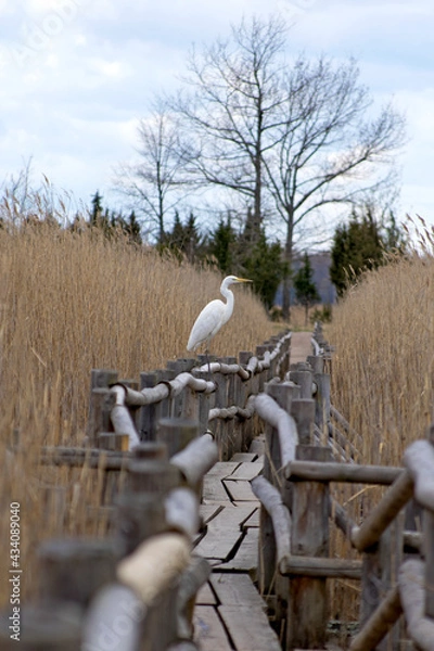 Obraz a profile view of large white heron, the great egret, which retracts its neck and head, stands on railing of a wooden walkway of eco trail among the yellow reed vegetation of lake Kanieris in Latvian