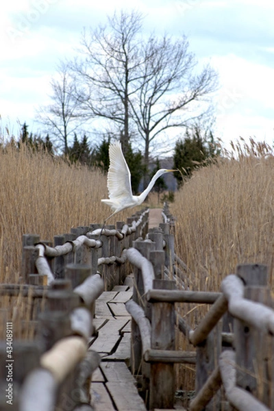 Obraz profile view of a great egret taking off from the wooden railing of the footbridge of a tourist eco trail among the high yellow reed thickets of lake kanieris in kemeri national nature park of latvia 