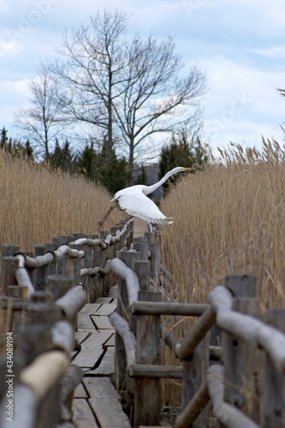 Fototapeta profile view of a great egret taking off from the wooden railing of the footbridge of a tourist eco trail among the high yellow reed thickets of lake kanieris in kemeri national nature park of latvia 