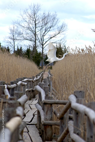 Fototapeta profile view of a great egret taking off from the wooden railing of the footbridge of a tourist eco trail among the high yellow reed thickets of lake kanieris in kemeri national nature park of latvia 