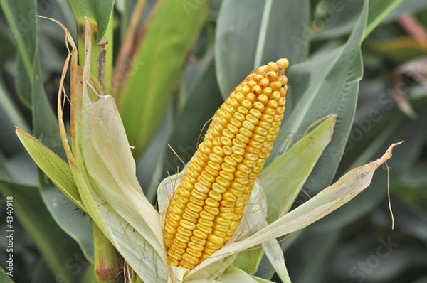 Fototapeta Mais