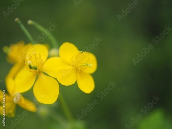 Obraz 春の花見山公園に咲くクサノオウ