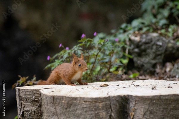 Fototapeta squirrel on a tree