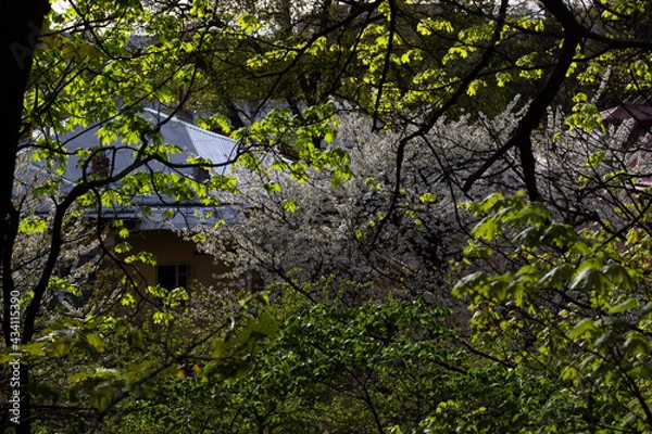 Obraz Window of a house among flowering trees in the garden