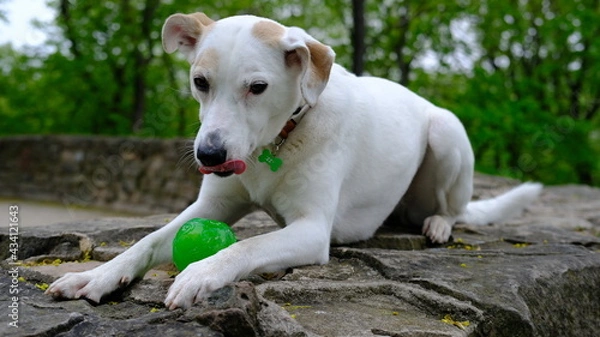 Fototapeta White mongrel dog in a colored collar plays with a ball on the bastion mountain