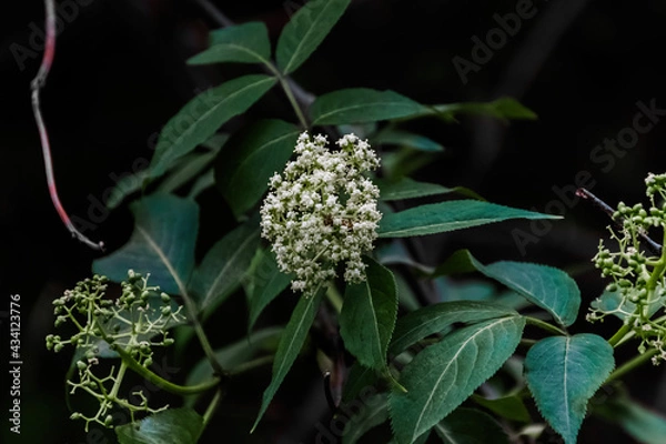 Fototapeta blackberry on a bush