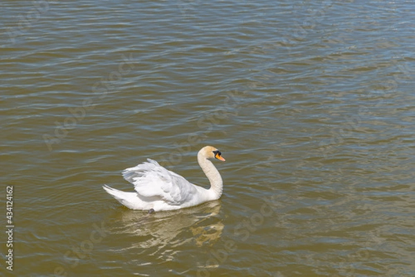 Obraz White swan swims on the green water of lake 