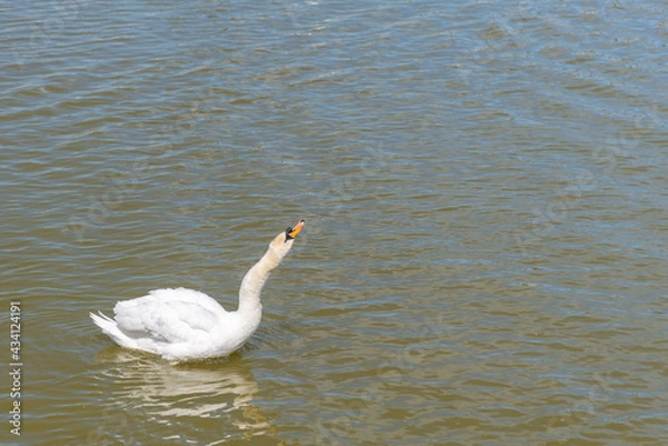 Obraz White swan swims on the green water of lake 