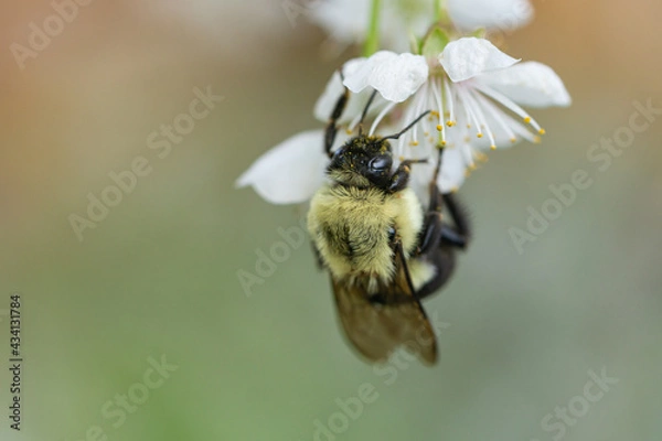 Fototapeta Bumblebee on Cherry Flowers in Springtime