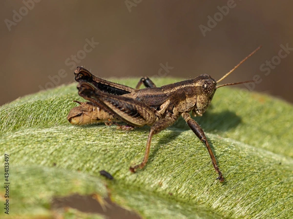Obraz grasshopper on a leaf