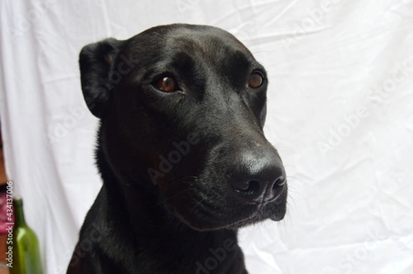 Obraz Perro negro sin raza